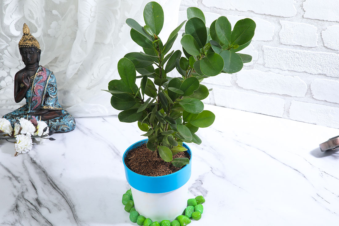 Boxwood Plant in White-Blue Pot