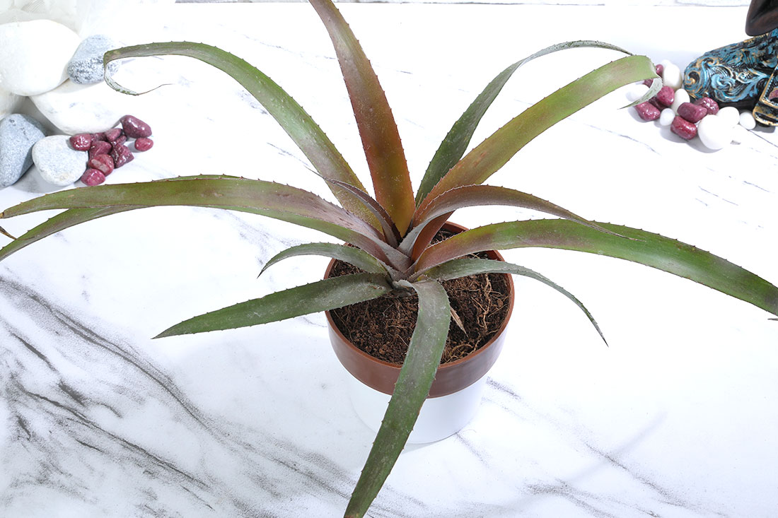 Coconut Plant in White-Brown Pot