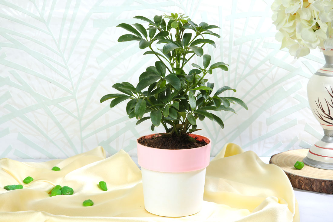 Scheflera green plant In Dual Color Pot