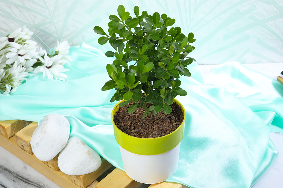 Boxwood plant In green striped white pot 