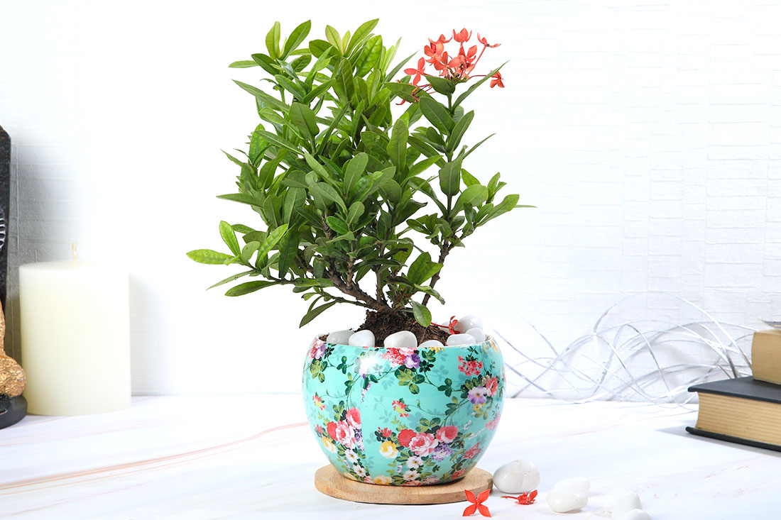 Ixora Plant In Flower Pattern Pot