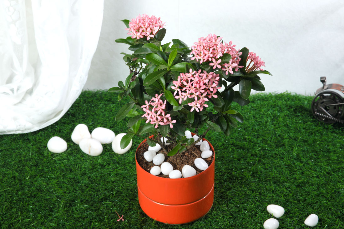 Ixora Plant In Orange Iron Pot