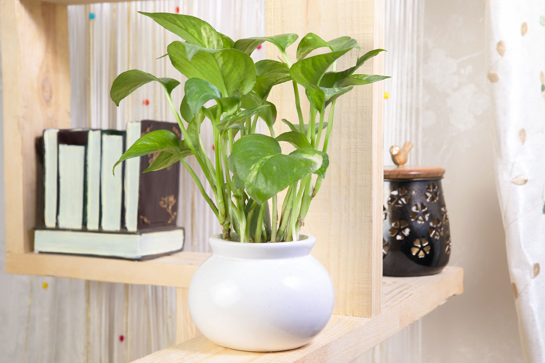 Buy Potted Green Money Plant Online