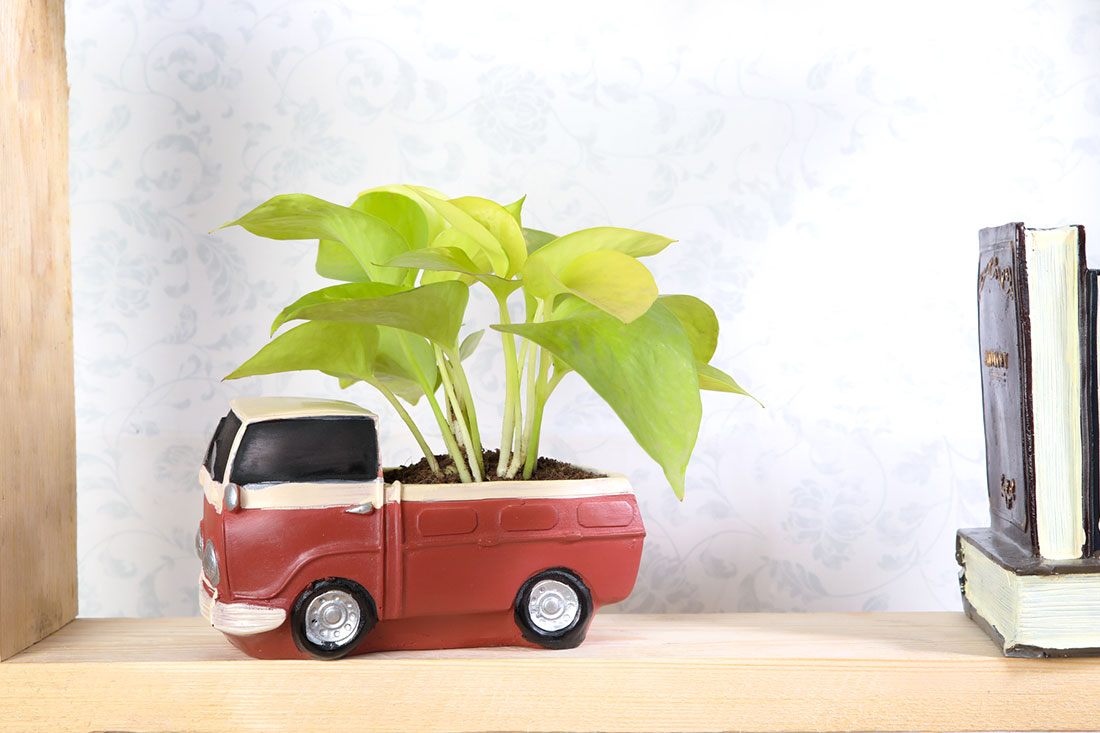 Send Golden Money Plant In Truck Pot