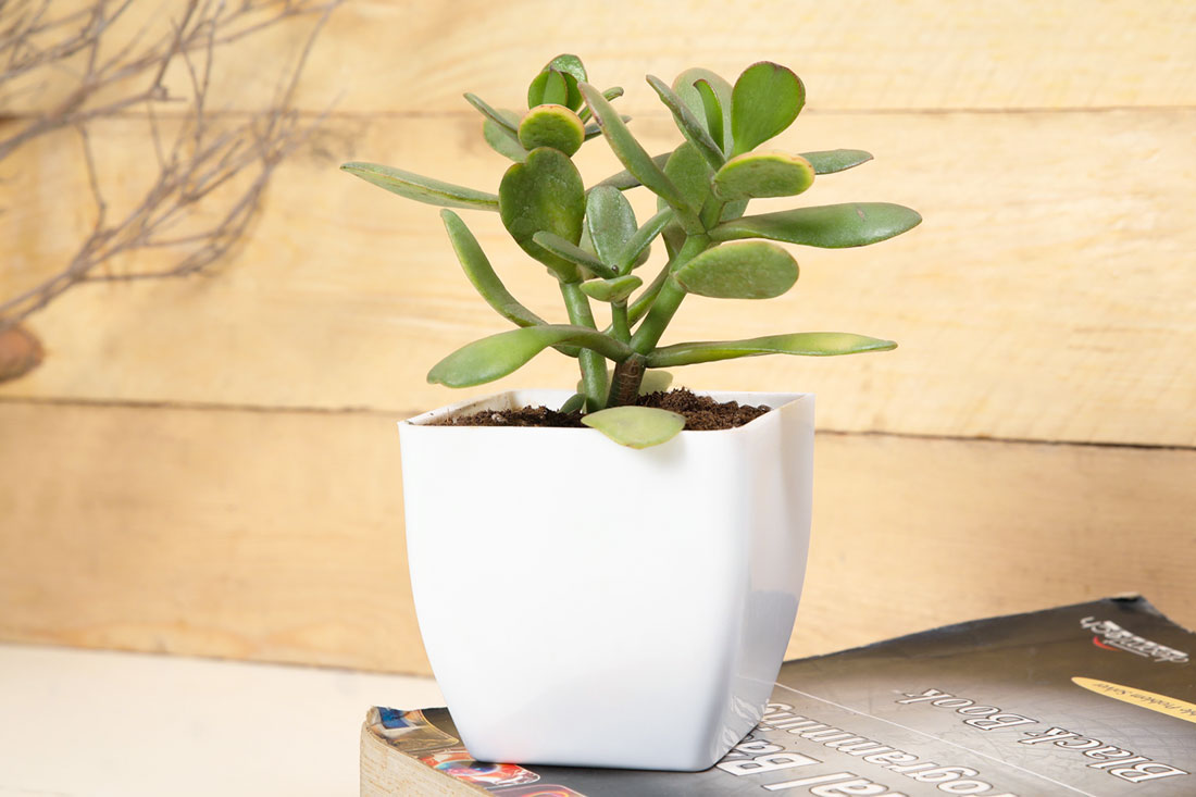 Bringing Nature with Crassula Plant