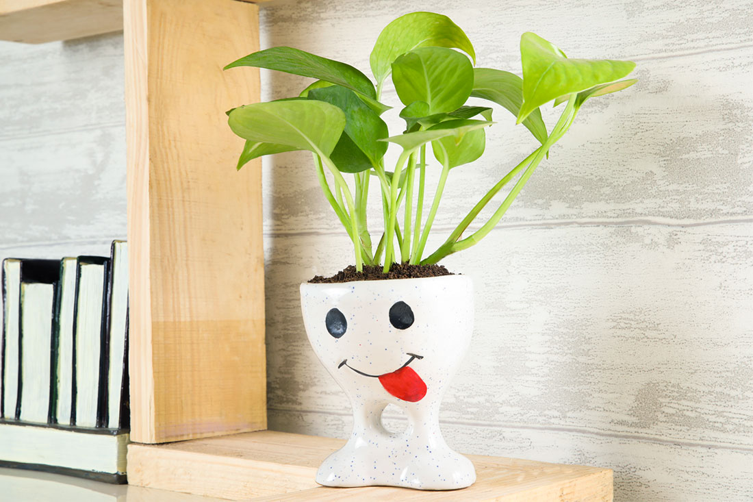 Send Funny Potted Golden Money Plant Online