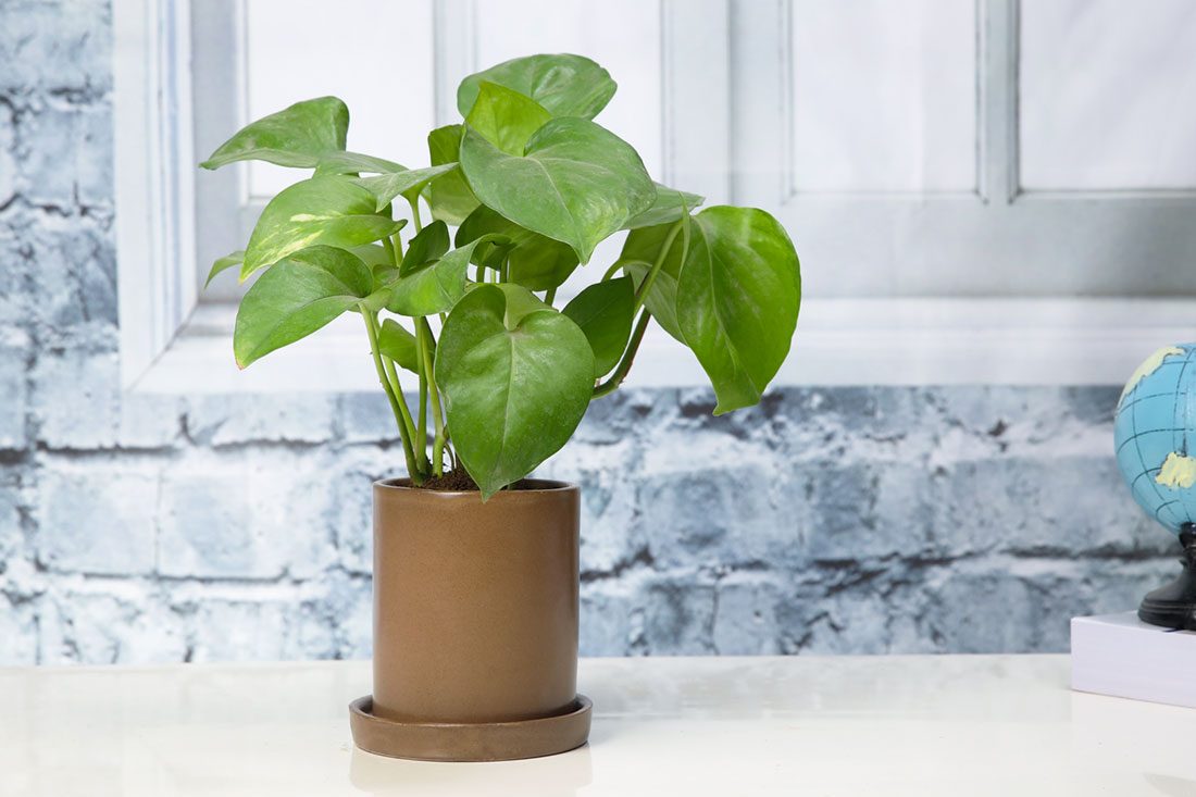 Buy Bright Green Money Plant