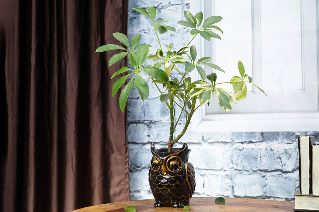 Graceful Saplera Plant In Owl Pot