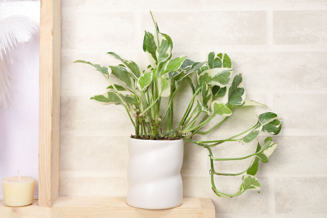 Stunning White Pothos Plant Delivery