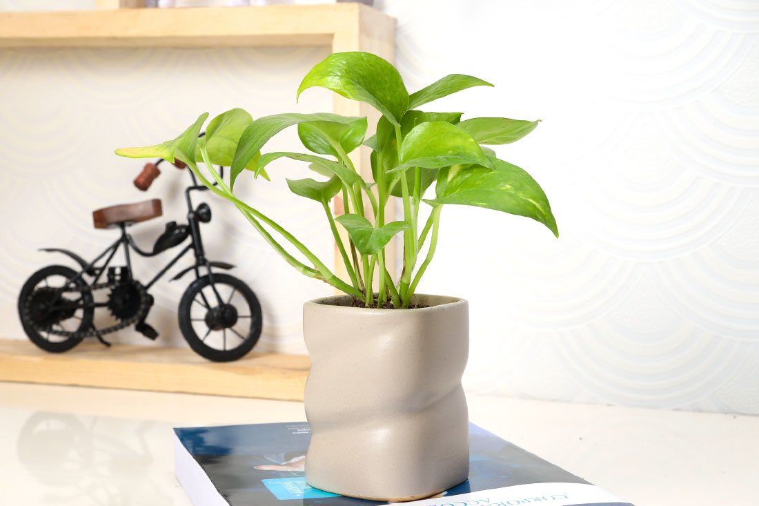 Multi-Functional Money Plant Online