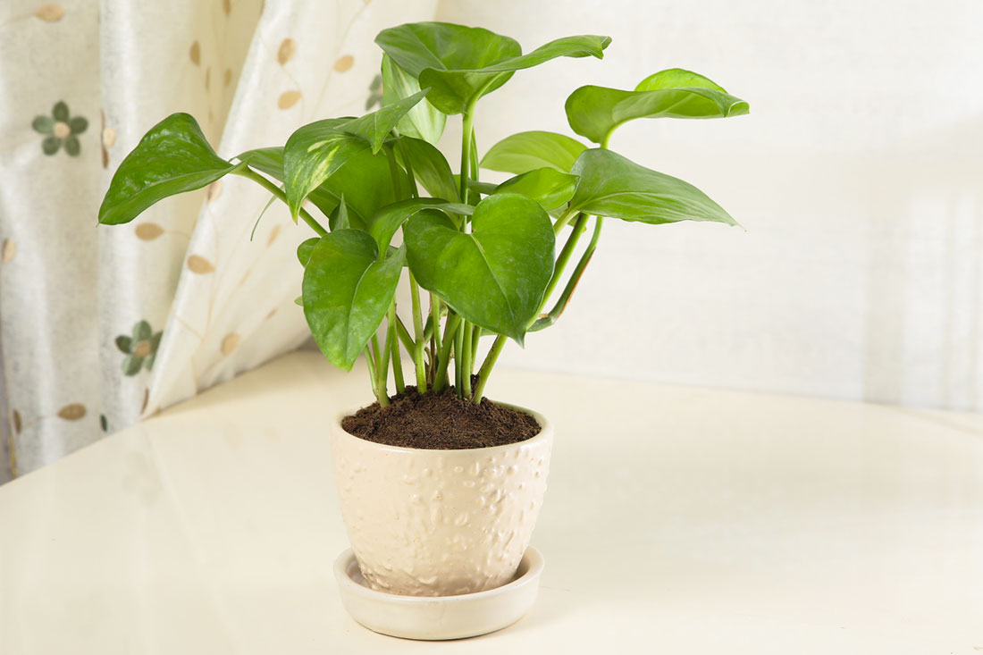 Order Favourable Green Money Plant Online