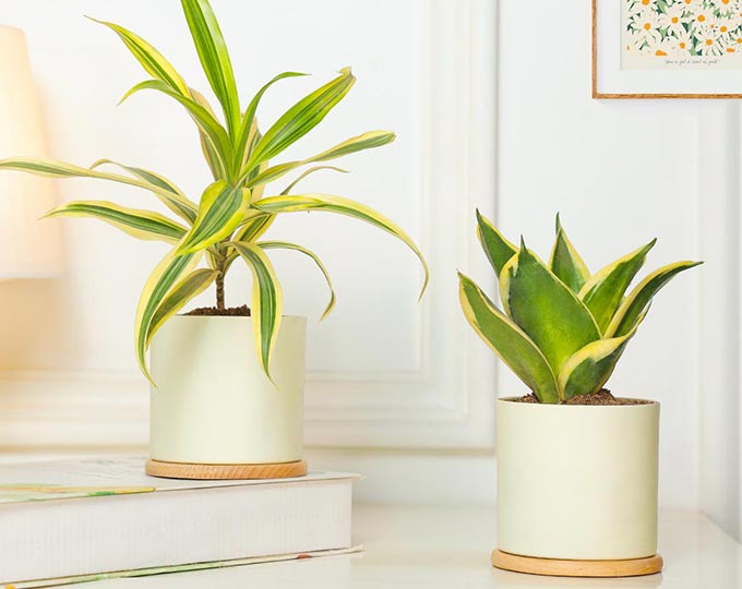 Air Purifying Plants