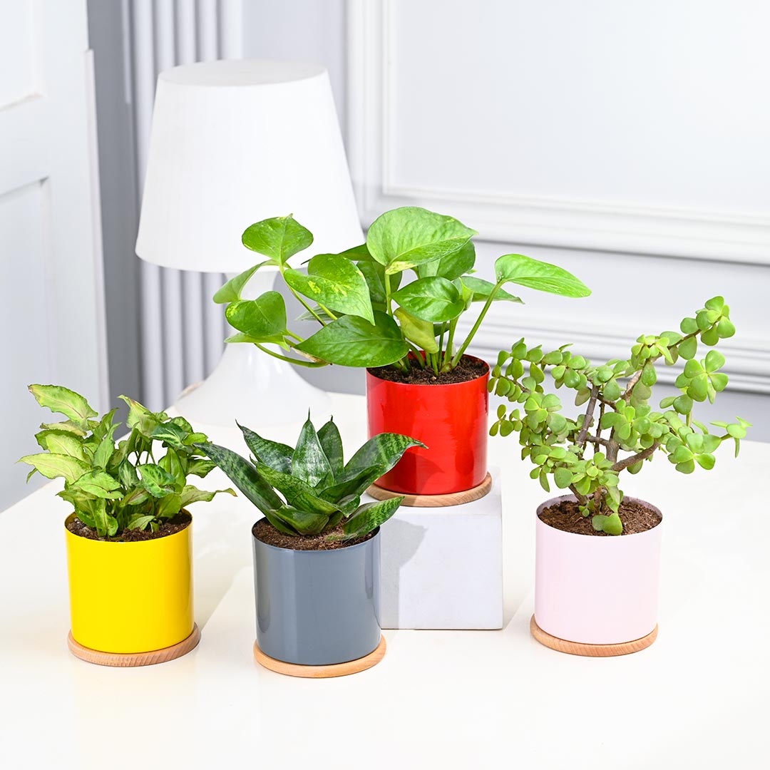 4 Indoor Plants in Colourful Pot With Couster