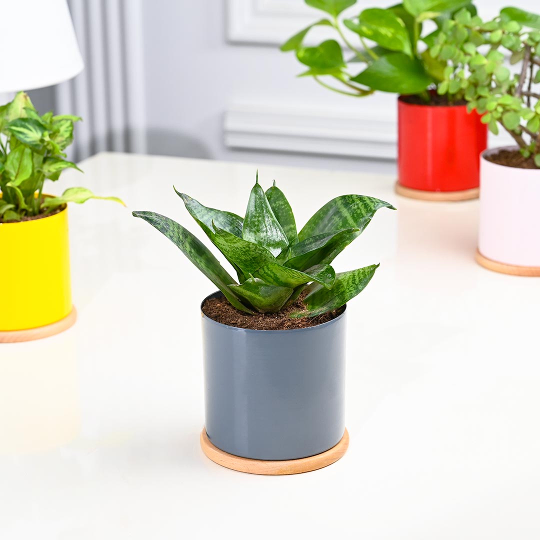 4 Indoor Plants in Colourful Pot With Couster