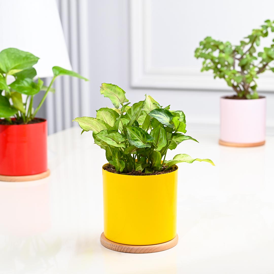 4 Indoor Plants in Colourful Pot With Couster