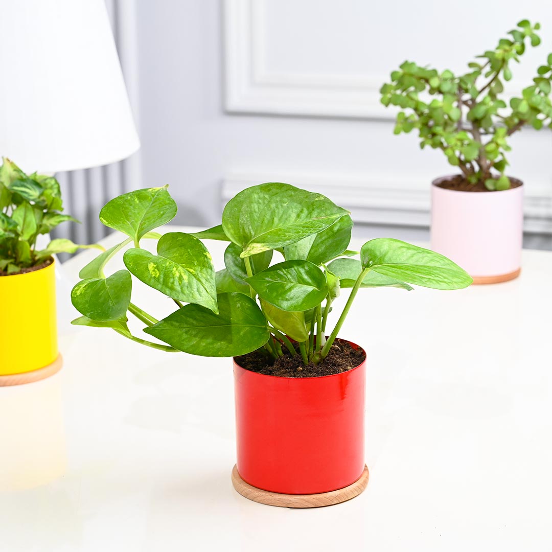 4 Indoor Plants in Colourful Pot With Couster