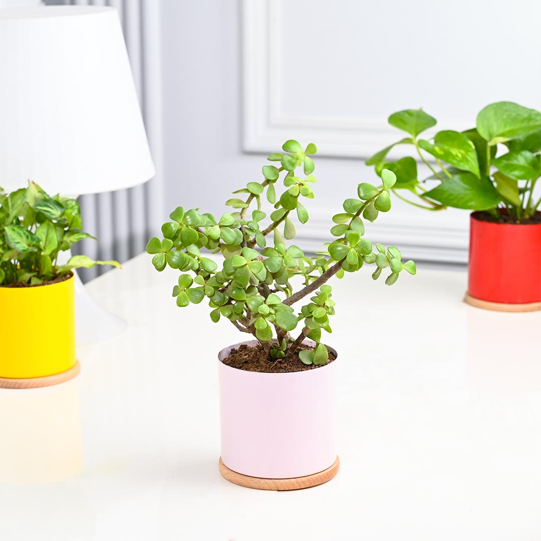 4 Indoor Plants in Colourful Pot With Couster