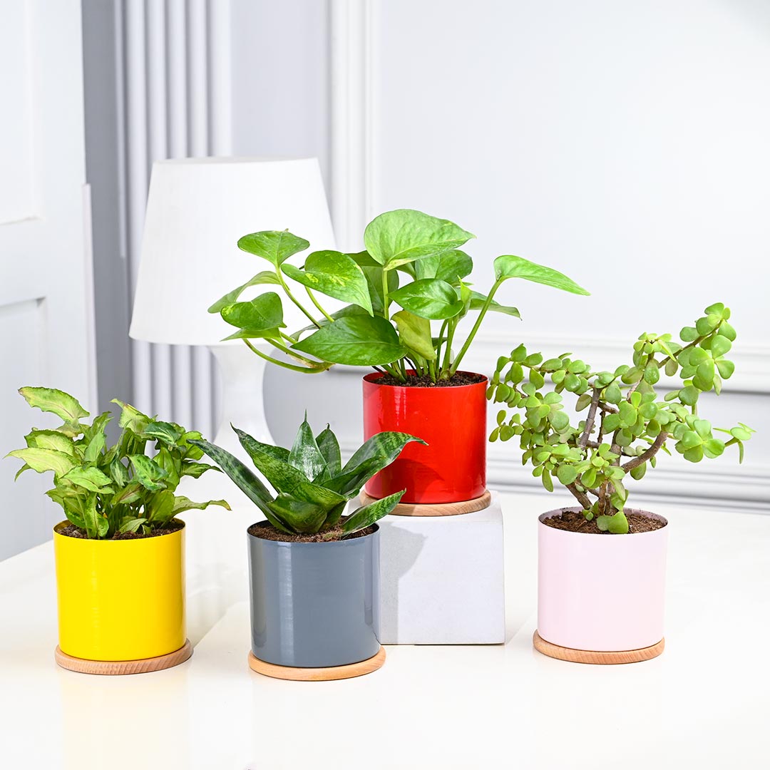 4 Indoor Plants in Colourful Pot With Couster