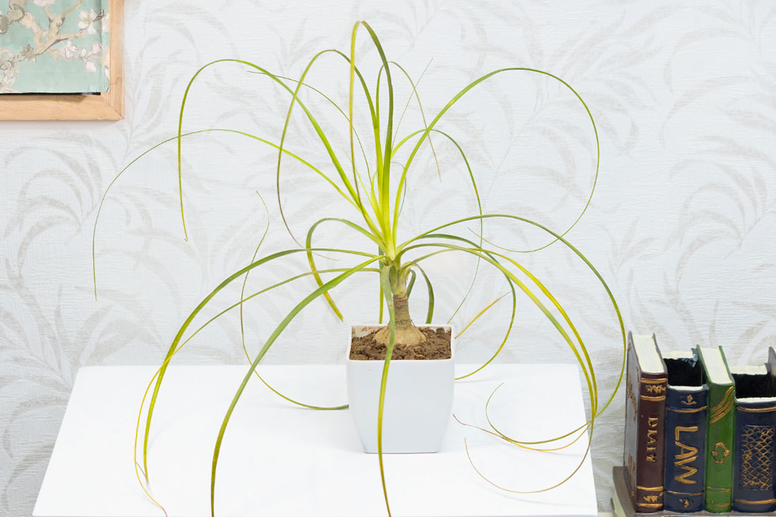 Lolina Palm In Plastic Arrangement Vase