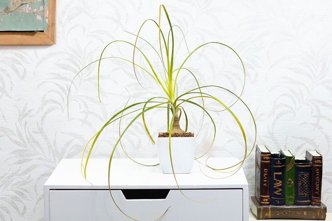 Lolina Palm In Plastic Arrangement Vase