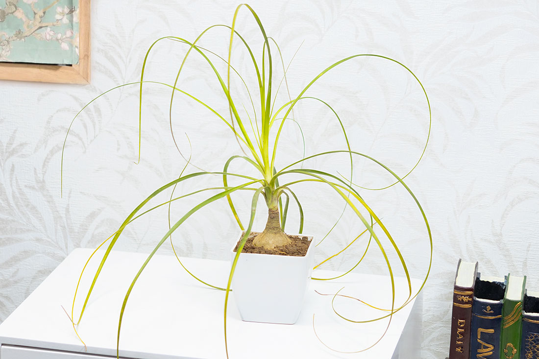 Lolina Palm In Plastic Arrangement Vase