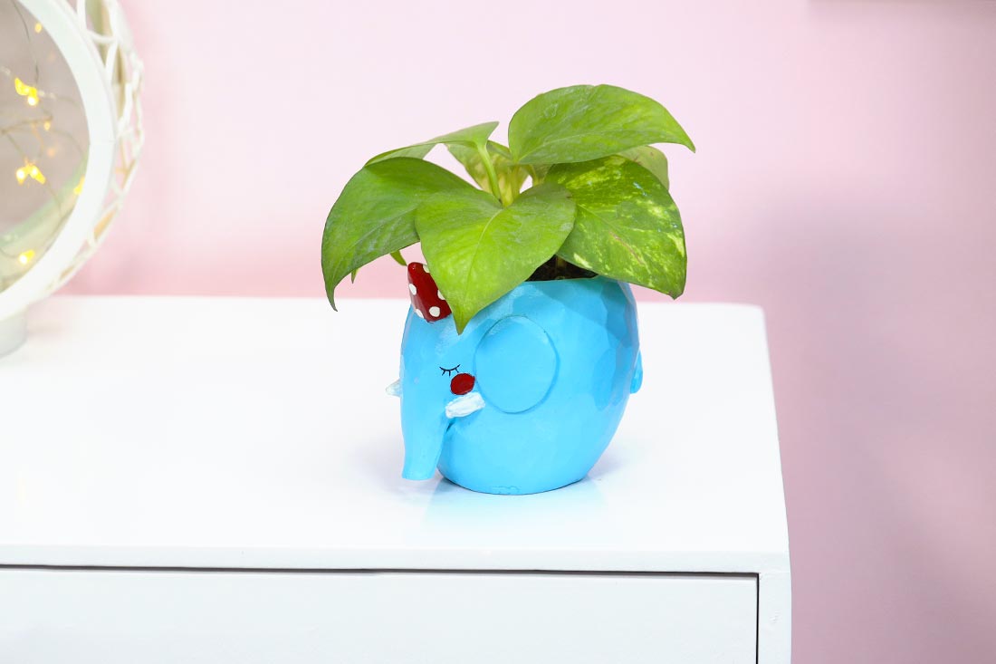 Money plant in blue Elephant