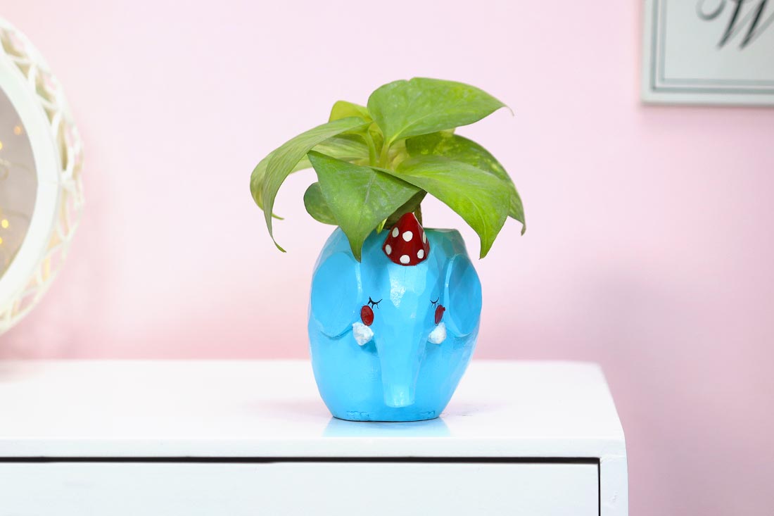 Money plant in blue Elephant