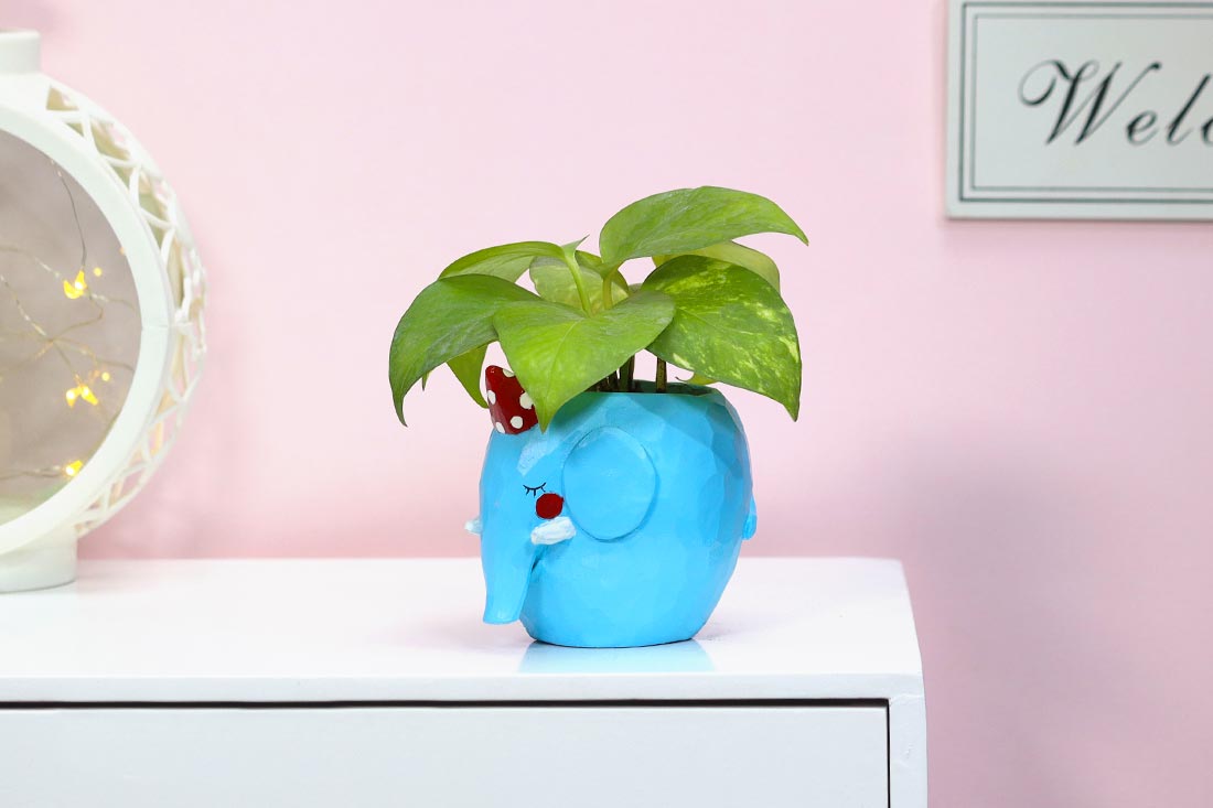 Money plant in blue Elephant