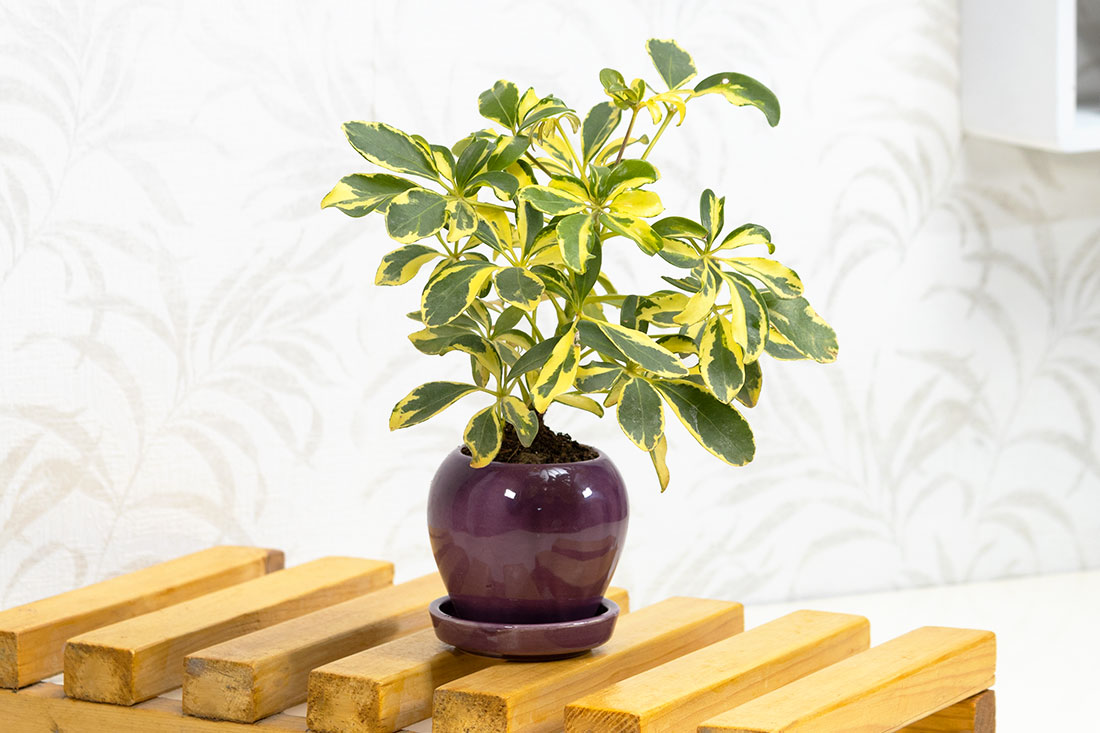 Saplera plant for bedroom