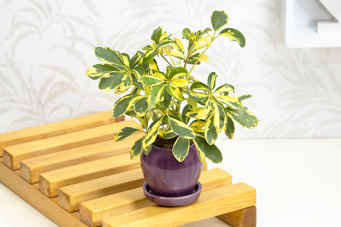 Saplera plant for bedroom