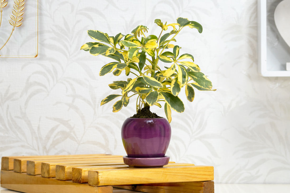 Saplera plant for bedroom