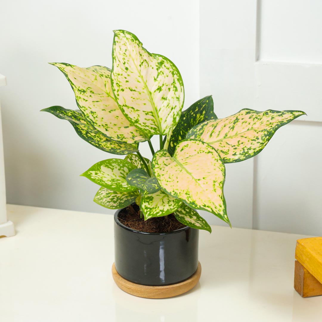 Aglaonema in Ceramic Pot on Wooden Base Plate