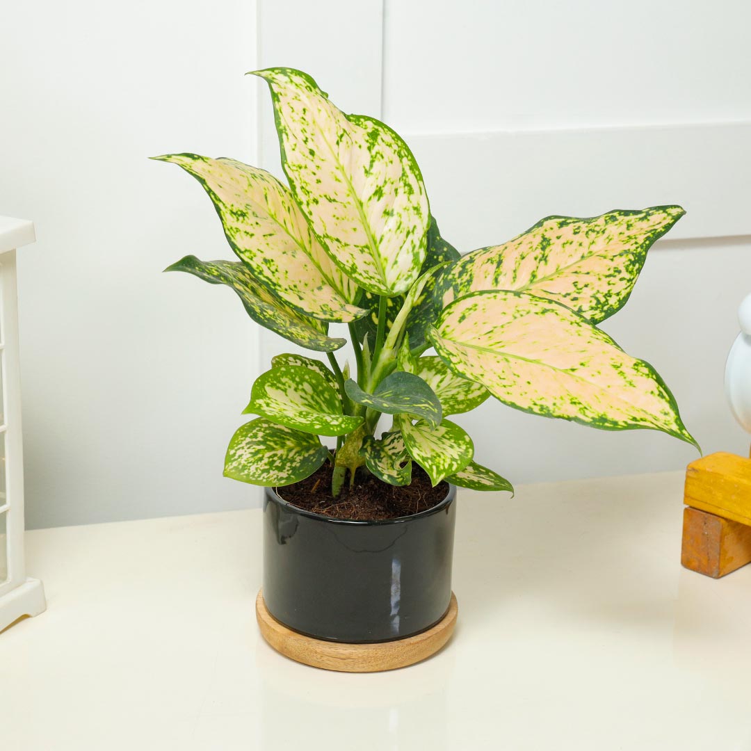 Aglaonema in Ceramic Pot on Wooden Base Plate