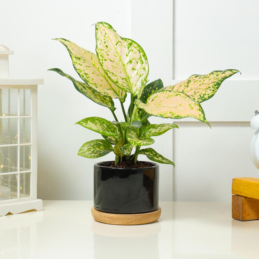 Aglaonema in Ceramic Pot on Wooden Base Plate