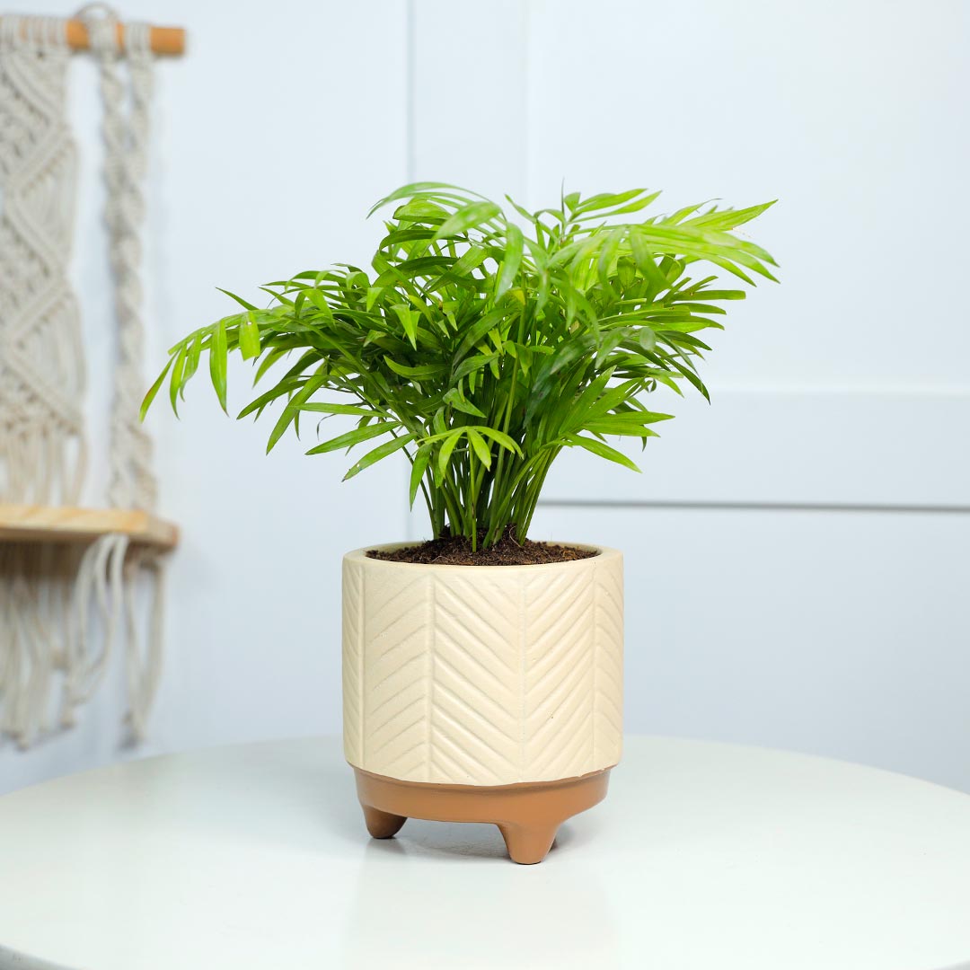 Send Air Purifying Chamaedorea In Terracotta Pot Online