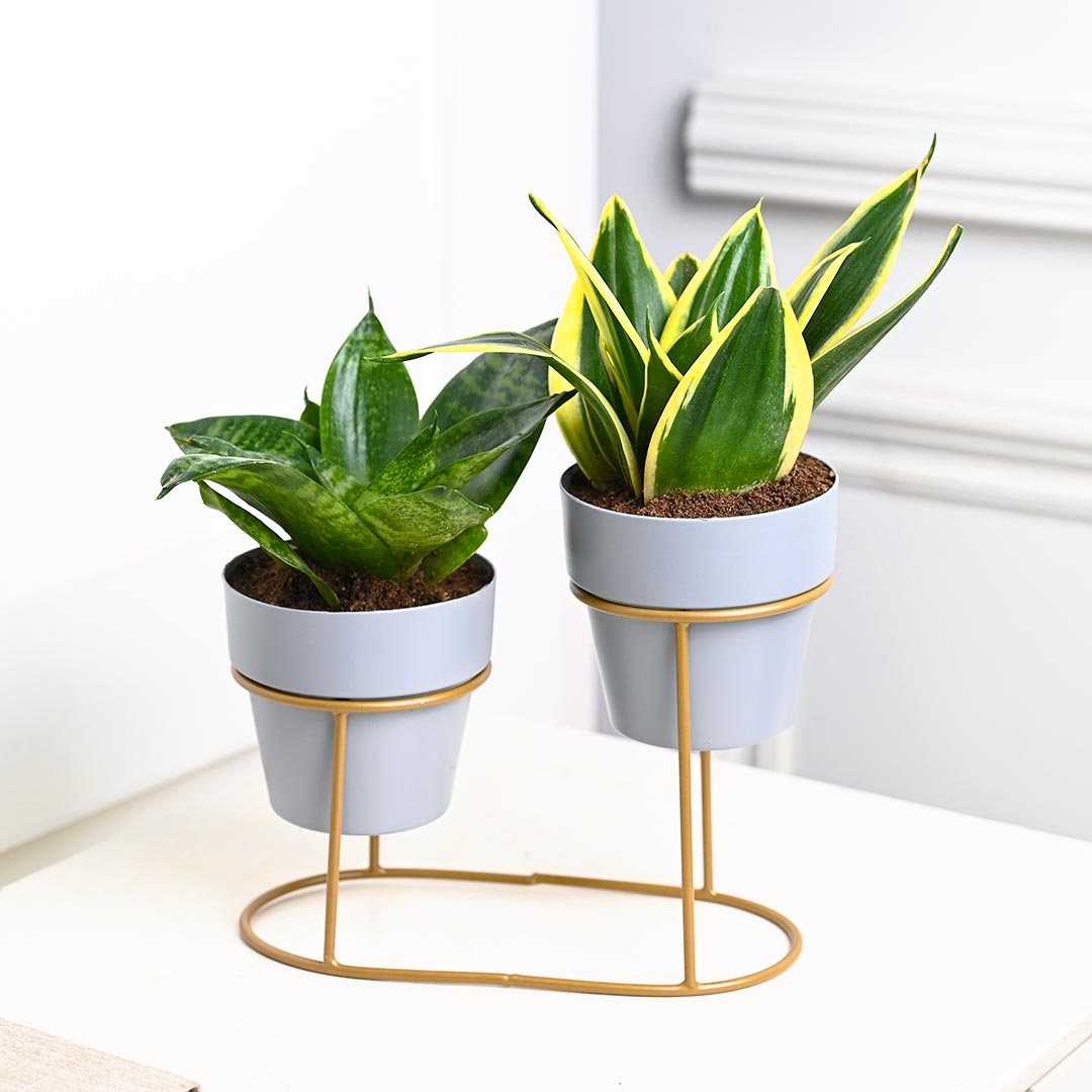 Air Purifying Snake Plant with Unique Stand