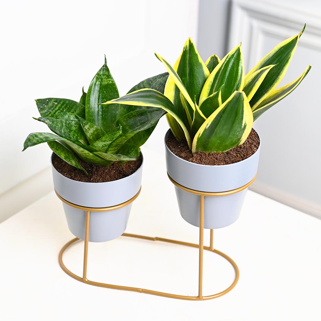 Air Purifying Snake Plant with Unique Stand