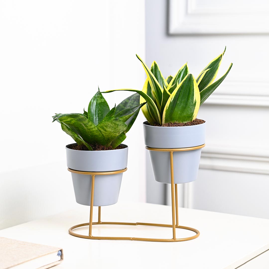 Air Purifying Snake Plant with Unique Stand