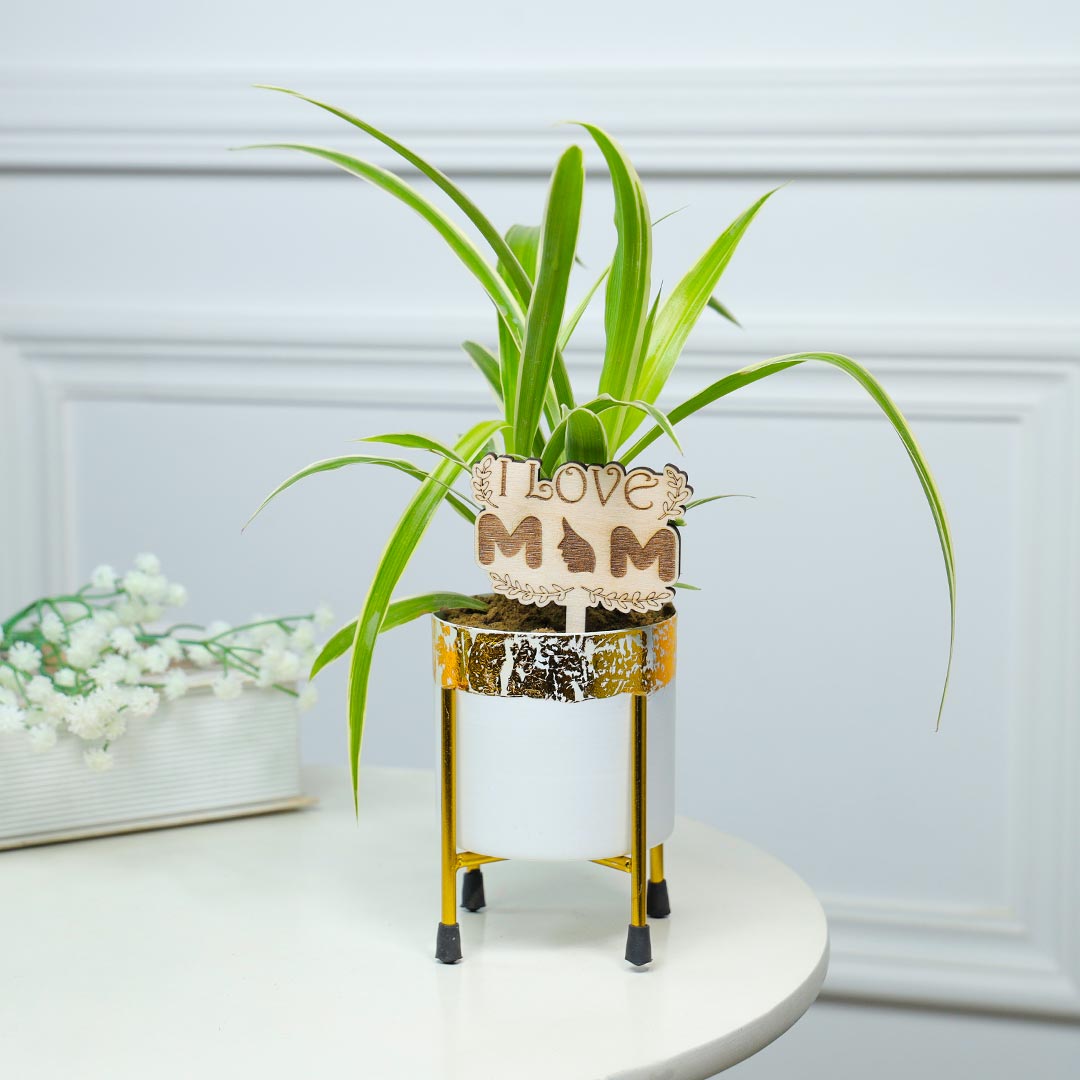 Air Purifying Spider Plant For Lovely Mom