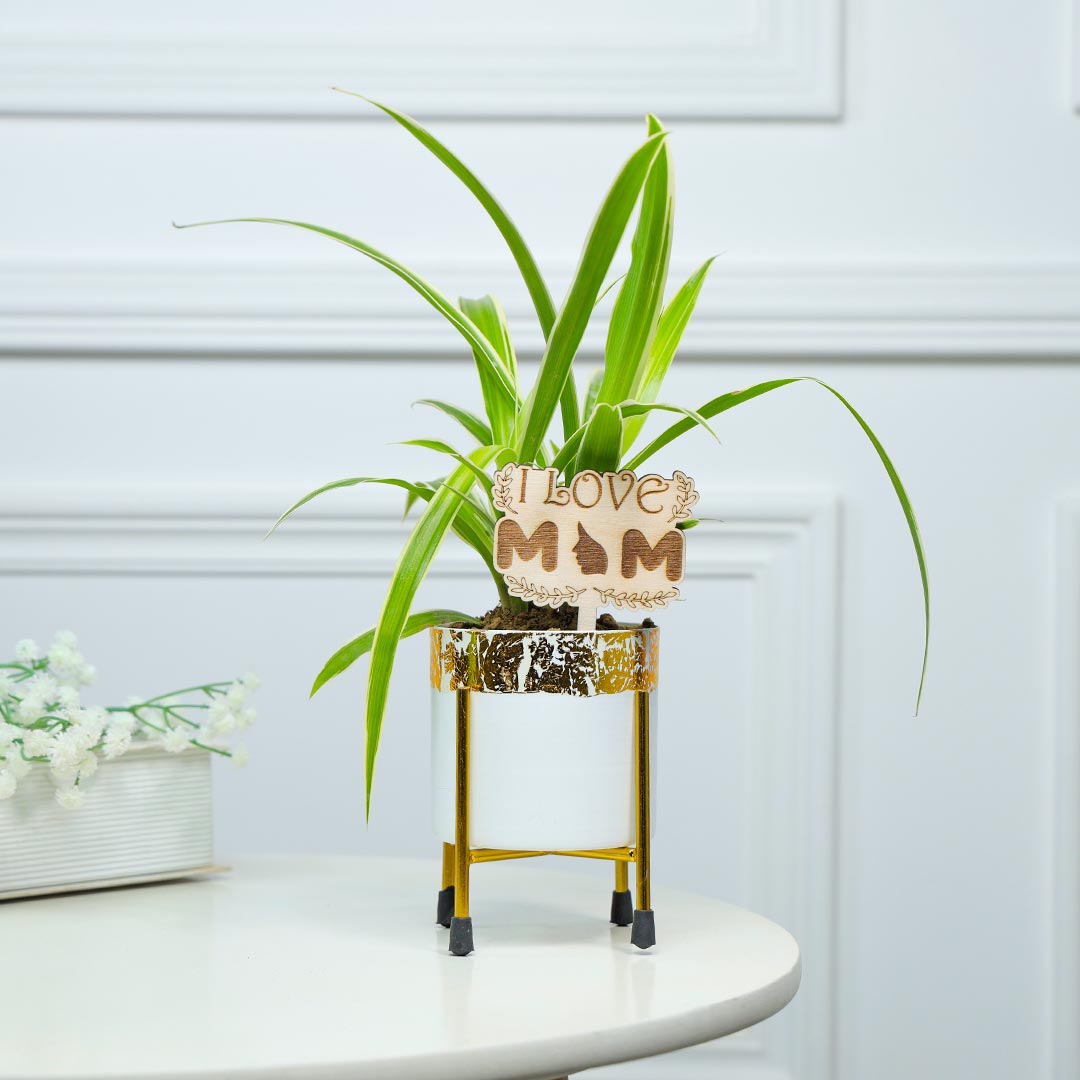 Air Purifying Spider Plant For Lovely Mom