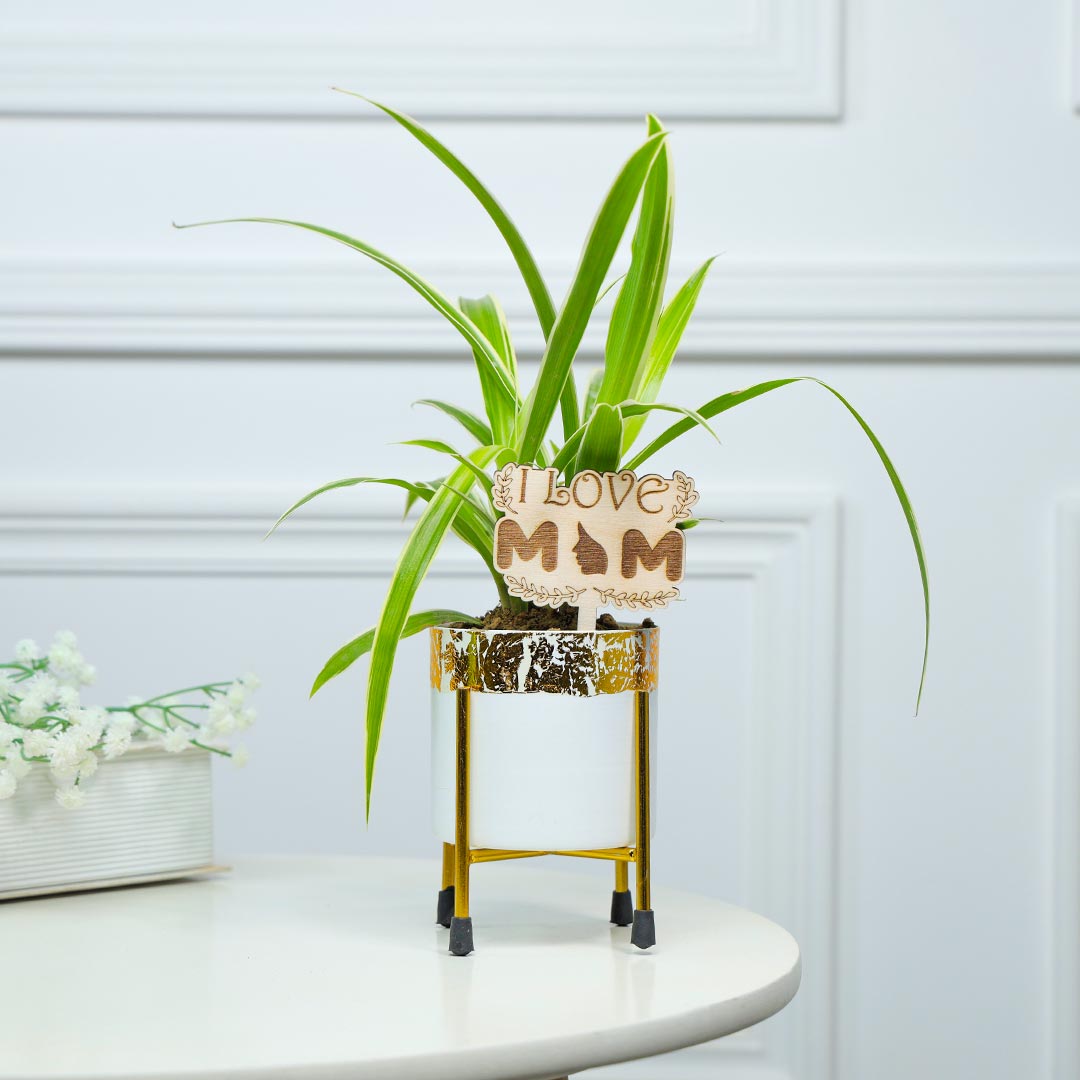 Air Purifying Spider Plant For Lovely Mom Send Now