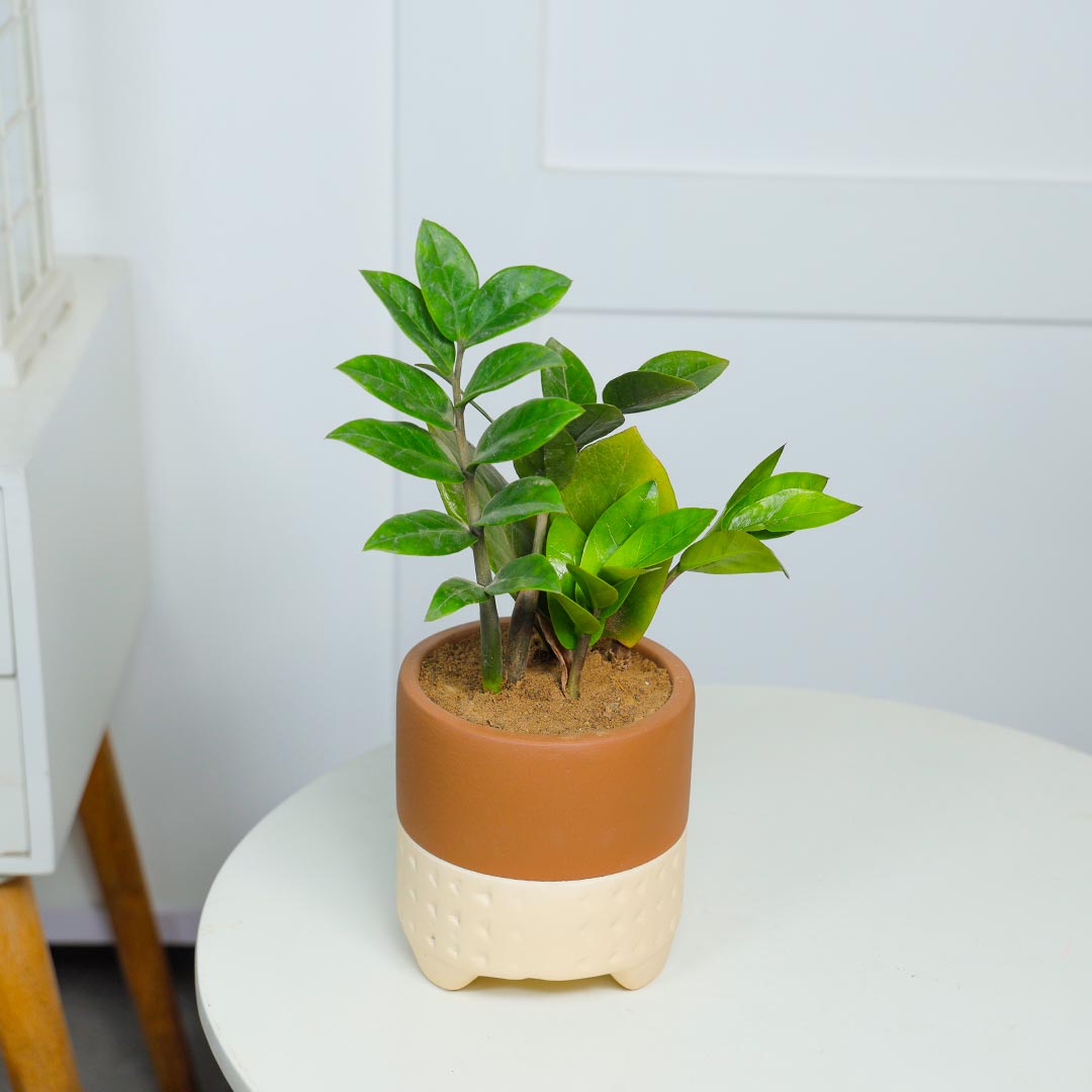 Air Purifying ZZ plant In Terracotta Pot