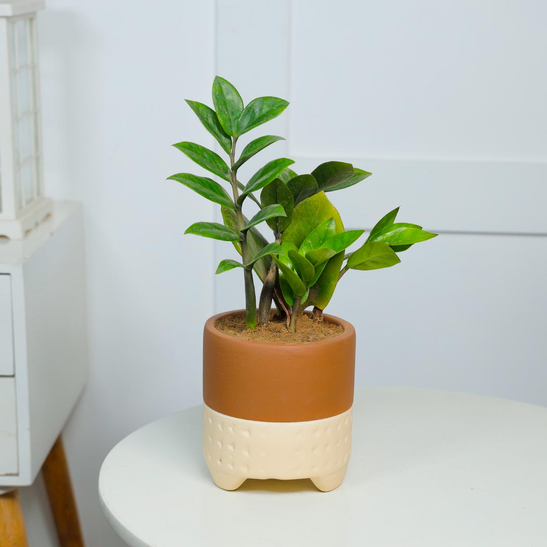 Air Purifying ZZ plant In Terracotta Pot