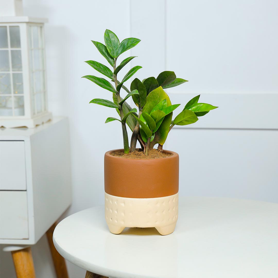 Order Air Purifying ZZ plant In Terracotta Pot Online