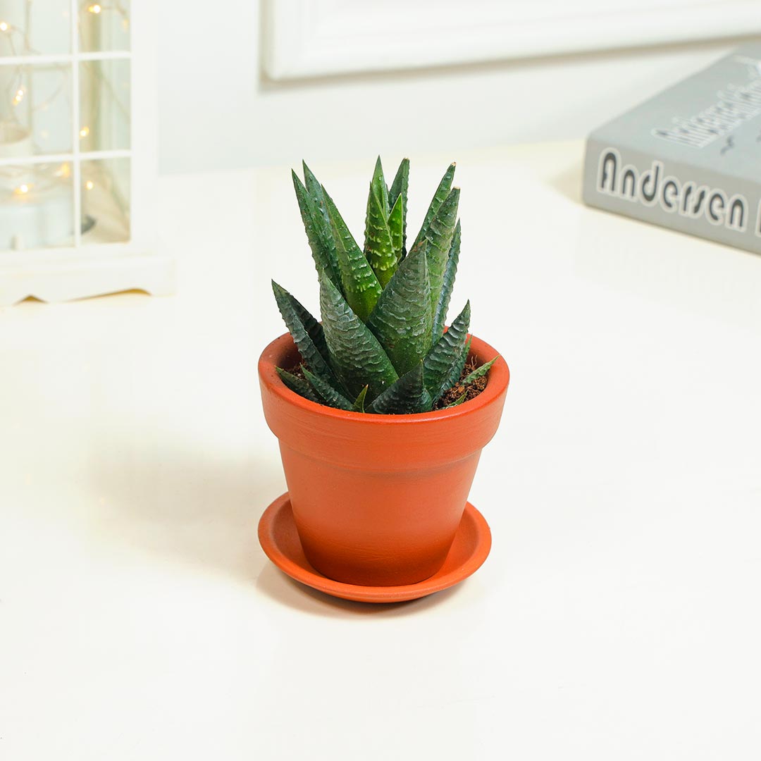 Aloe Vera in Terracotta With Base Plate