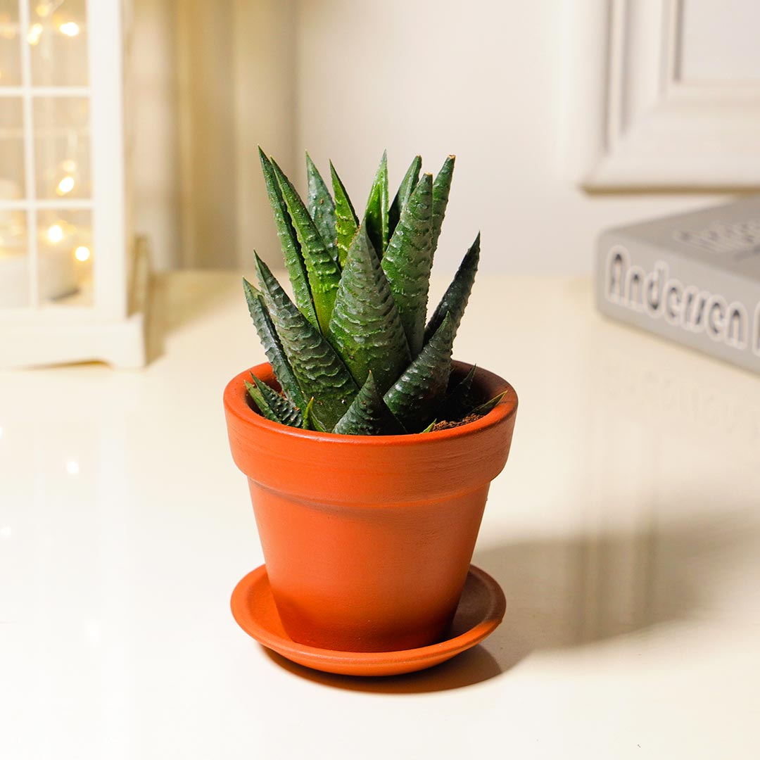 Aloe Vera in Terracotta With Base Plate