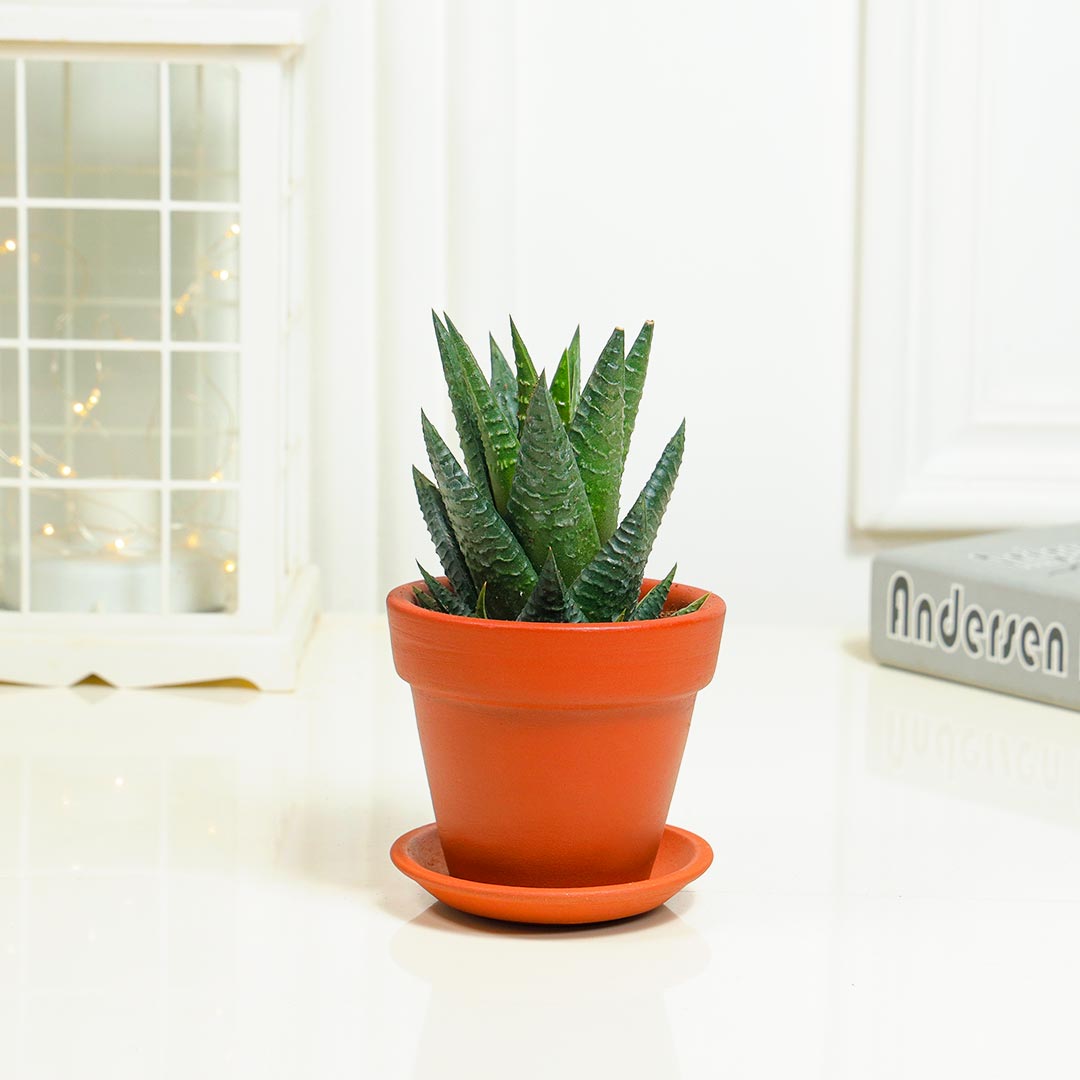 Aloe Vera in Terracotta With Base Plate