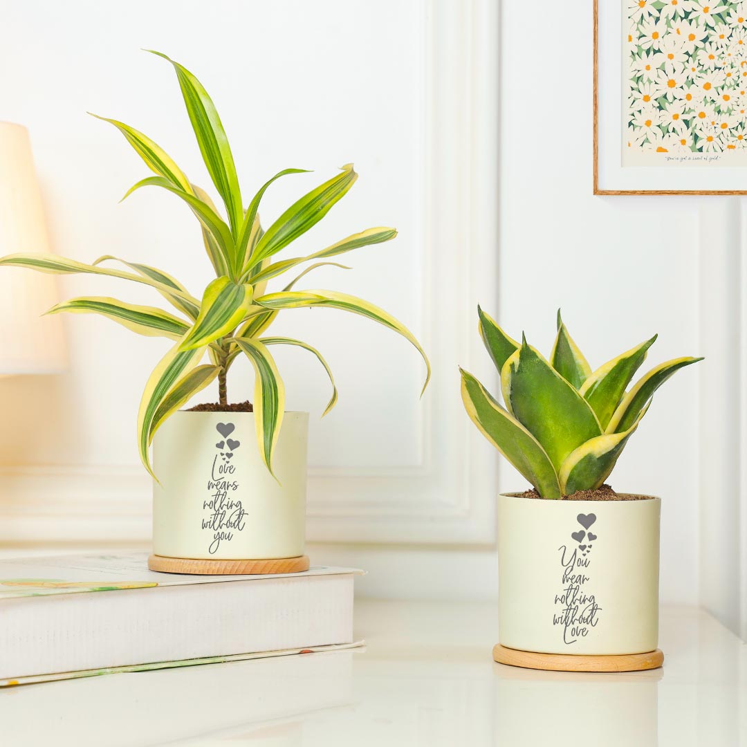 https://www.unrealgift.com/Amazing Combo Of 2 Air Purifying Plant For Love