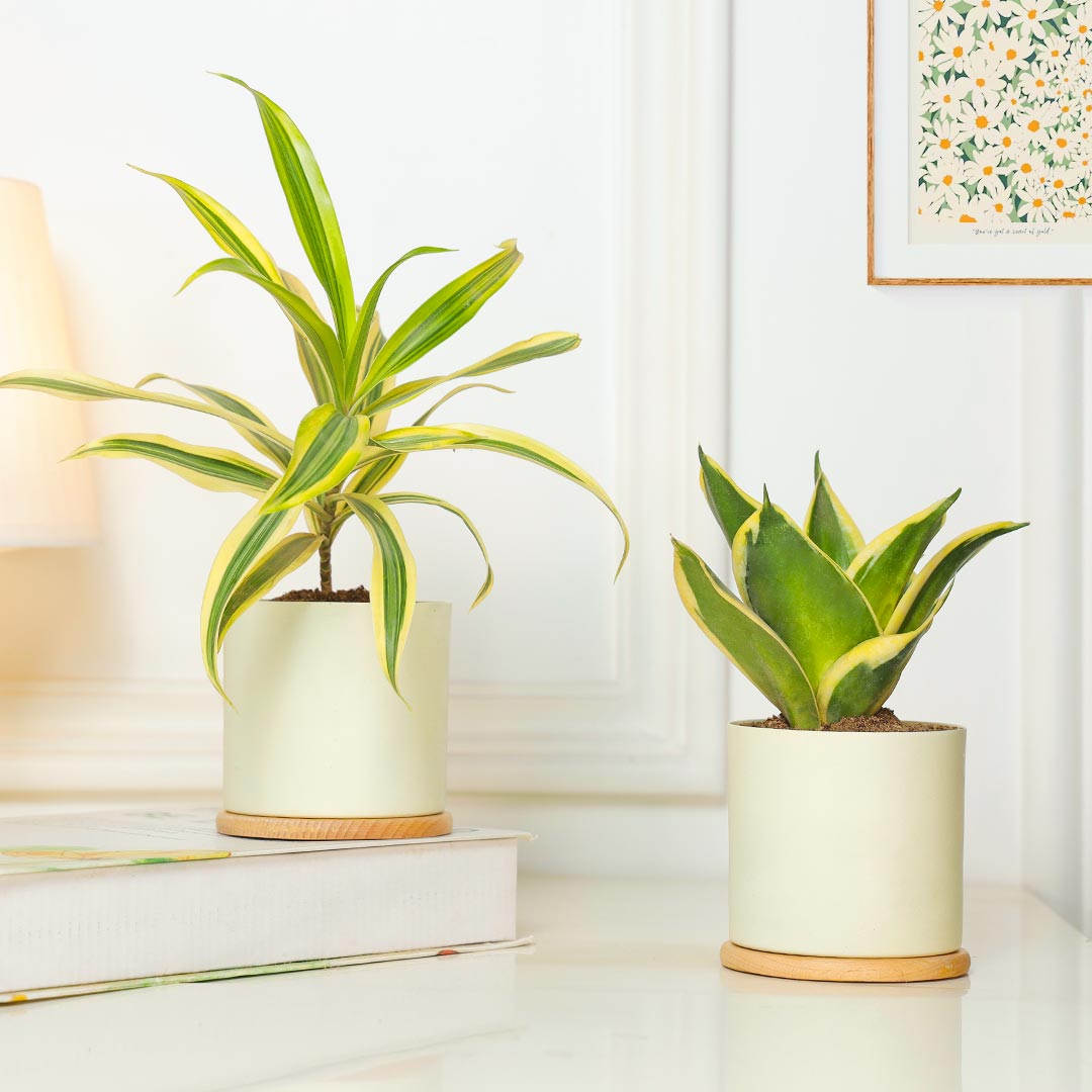 https://www.unrealgift.com/Amazing Combo Of 2 Air Purifying Plant