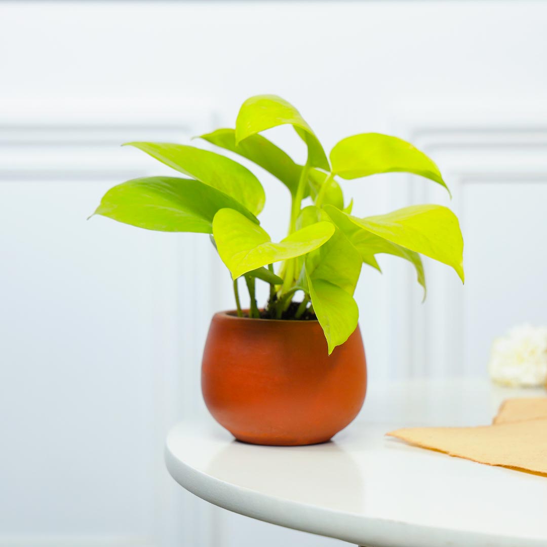 Antique Ganesha And Money Plant In Terracotta Pot